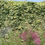 Hedera helix 'Goldchild'